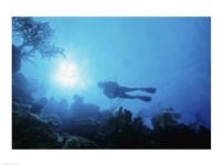 Low angle view of a scuba diver swimming underwater, Belize Fine Art Print