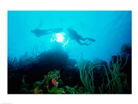 Low angle view of two scuba divers swimming underwater, Belize Fine Art Print