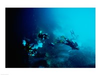 Five scuba divers swimming underwater, Blue Hole, Belize Fine Art Print