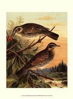 Small Woodland Birds II Fine Art Print