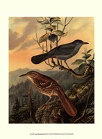 Small Woodland Birds IV Fine Art Print