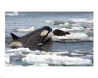 Killer Whale Type B Fine Art Print