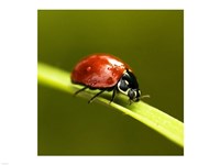 Ladybug On Blade Of Grass Fine Art Print