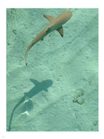 Maldives Blacktip Reef Shark, Carcharhinus Melanopterus Fine Art Print