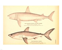Porbeagle Basking Shark Drawing Fine Art Print