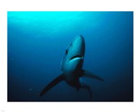 Prionace Glauca Fine Art Print