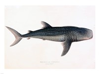 Rhinodon Typicus Fine Art Print