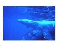 Humpback whale mother and calf Fine Art Print