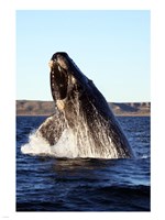 Southern right whale Fine Art Print