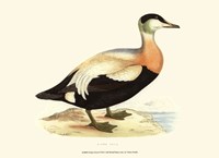 Eider Duck Fine Art Print