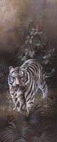 White Tigers Fine Art Print