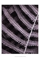 Fern I Fine Art Print