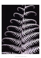 Fern II Fine Art Print