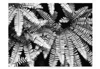 Fern IV Fine Art Print