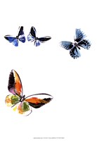 Butterflies Dance VII Fine Art Print