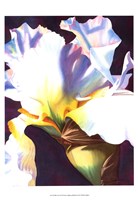 Blue Iris I Fine Art Print