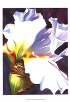 Blue Iris II Fine Art Print