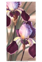 Asian Iris II Fine Art Print