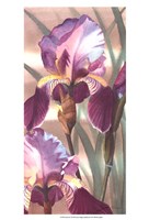 Asian Iris I Fine Art Print