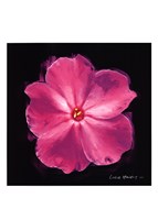 Vibrant Flower III Framed Print