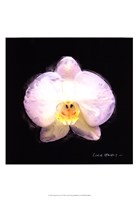 Vibrant Flower IV Framed Print