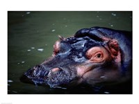 Close-up of a hippopotamus in water (Hippopotamus amphibius) Fine Art Print