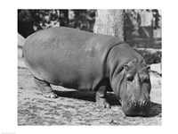 Hippopotamus Black and White Fine Art Print