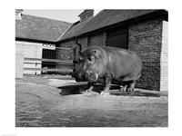 USA, Louisiana, New Orleans, Hippopotamus in zoo Fine Art Print