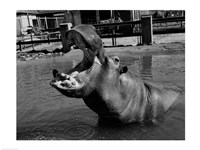 USA, Louisiana, New Orleans, Hippopotamus in zoo Fine Art Print
