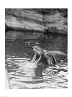 Hippopotamus (Hippopotamus amphibius) in water Fine Art Print