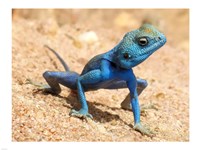 Agama Sinaita  ST 10 Fine Art Print