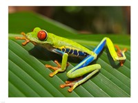 Red Eyed Tree Frog Fine Art Print