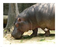 Face Hippopotamus Amphibius Mexico Fine Art Print