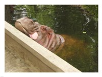 Hipopotam - Warszawskie Zoo Fine Art Print