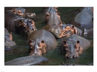 Hippo Pod Fine Art Print