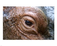 Hippopotamus Eye - various sizes