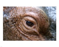 Hippopotamus Eye Fine Art Print