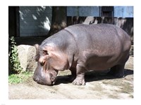 Hroch Obojzivelny Fine Art Print