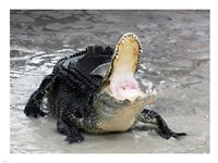 Alligator Mississippiensis Defensive Fine Art Print