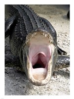 Alligator Mississippiensis Yawn Fine Art Print