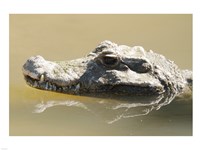 Caiman Displaying Fourth Tooth Fine Art Print