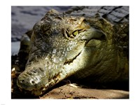 Crocodile Fine Art Print
