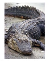 Florida Alligator Fine Art Print