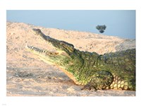 Open Mouth Crocodile Fine Art Print