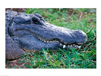 Alligator - in the grass Fine Art Print