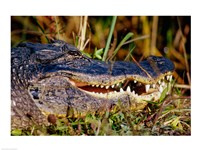 Alligator - close up Fine Art Print