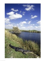 High angle view of an alligator near a river, Everglades National Park, Florida, USA Fine Art Print