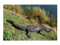 Alligator Everglades National Park Florida USA Fine Art Print