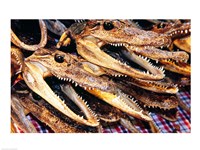 Close-up of the skulls of alligators Fine Art Print
