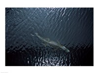 American Alligator Fine Art Print